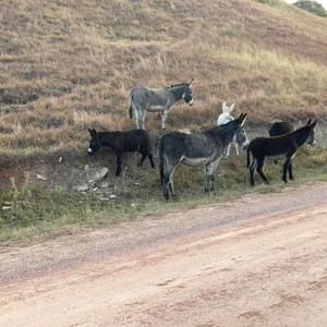 Meet your Posher, Faye